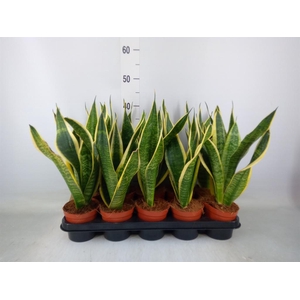 Sansevieria trifa. 'Futura Superba'