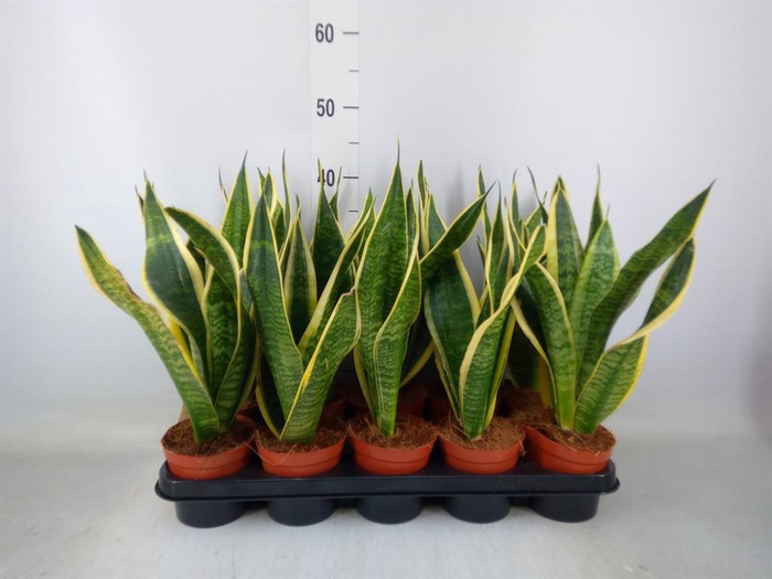 <h4>Sansevieria trifa. 'Futura Superba'</h4>