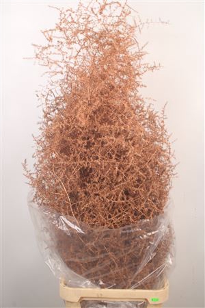 <h4>Asparagus Salv. Copper</h4>