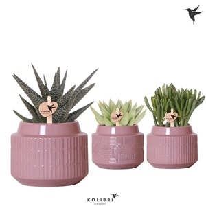 Kolibri Greens Succulenten mix in Maze pot purple