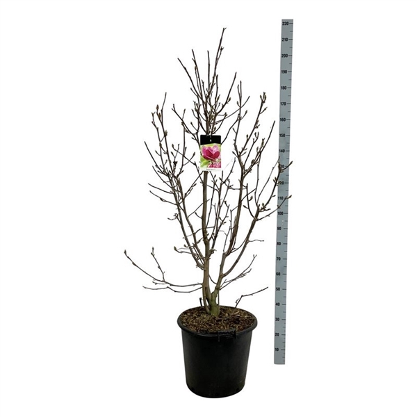 <h4>Magnolia 'Genie' (pbr)</h4>