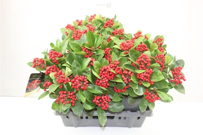 <h4>Skimmia Jap. Obsbolwi 15-20</h4>