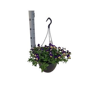 VIO CO SOR XP BLUEBL