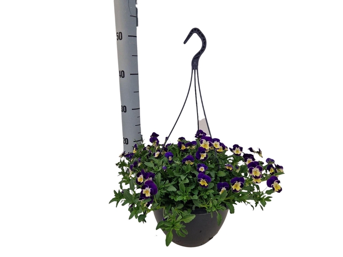 <h4>VIO CO SOR XP BLUEBL</h4>