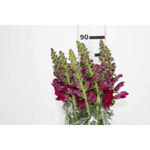 BOCA DE LEAO VINHO 070 CM