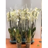 Phalaenopsis Biały 12Ø 70cm 3 Pędy