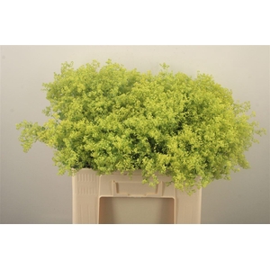 Alchemilla M Robustica