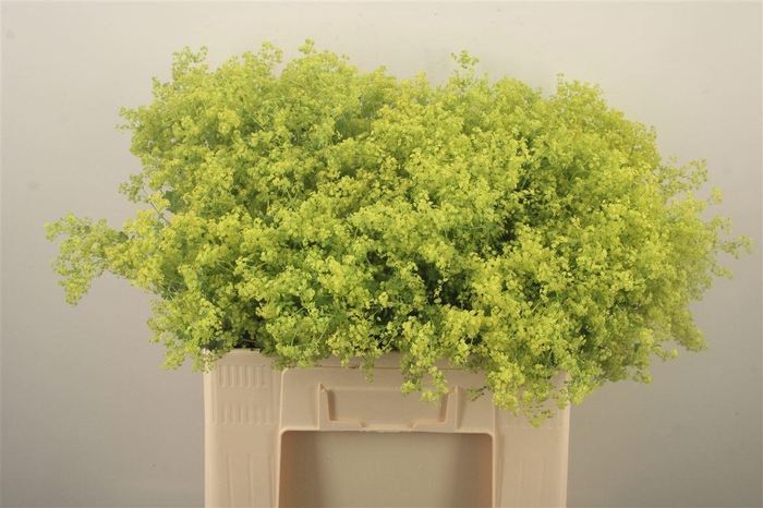 <h4>Alchemilla M Robustica</h4>