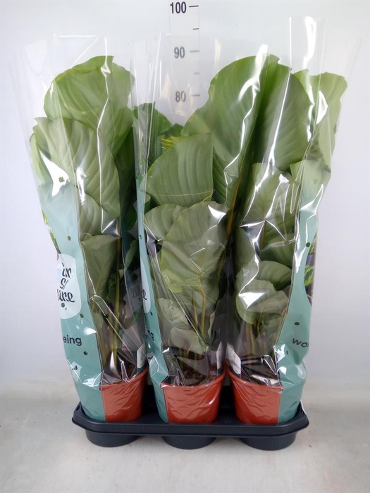 <h4>Calathea orbifolia</h4>