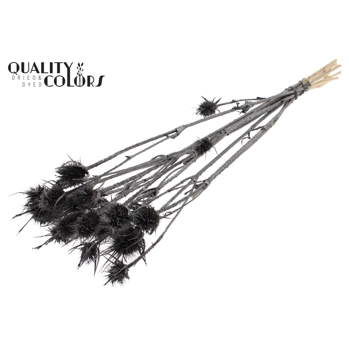 <h4>Cardi Distel 10pc/bunch 55cm Metallic Graphite</h4>