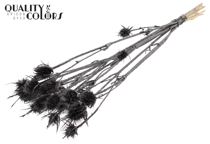 Cardi Distel 10pc/bunch 55cm Metallic Graphite