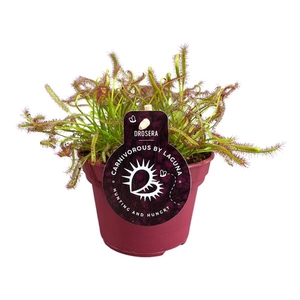 Drosera Capensis 12 cm rood