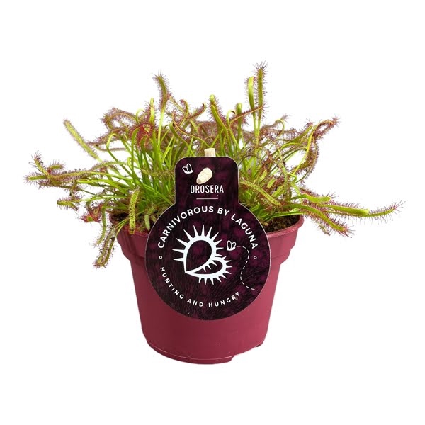 <h4>Drosera Capensis 12 cm rood</h4>