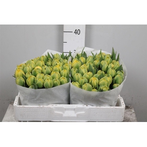 Tu Du Yellow Pompene