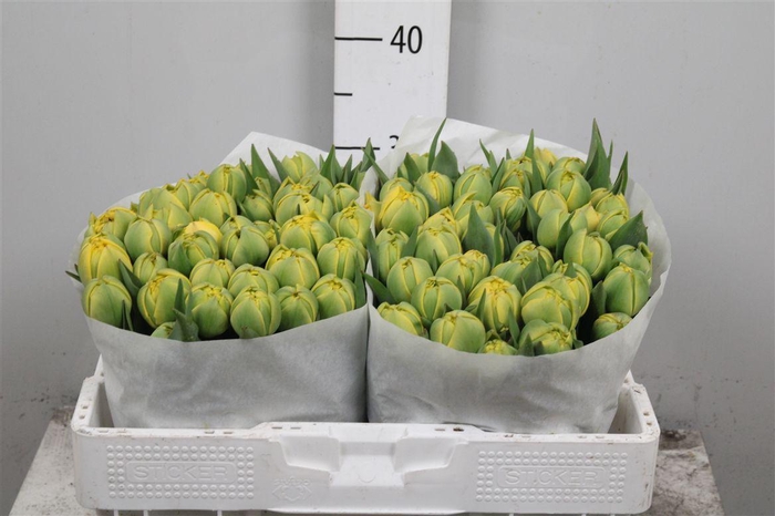 <h4>Tu Du Yellow Pompene</h4>