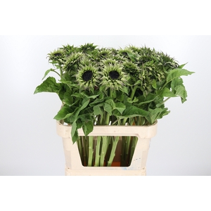 Helianthus Overig