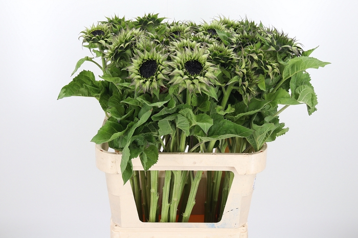 <h4>Helianthus Overig</h4>