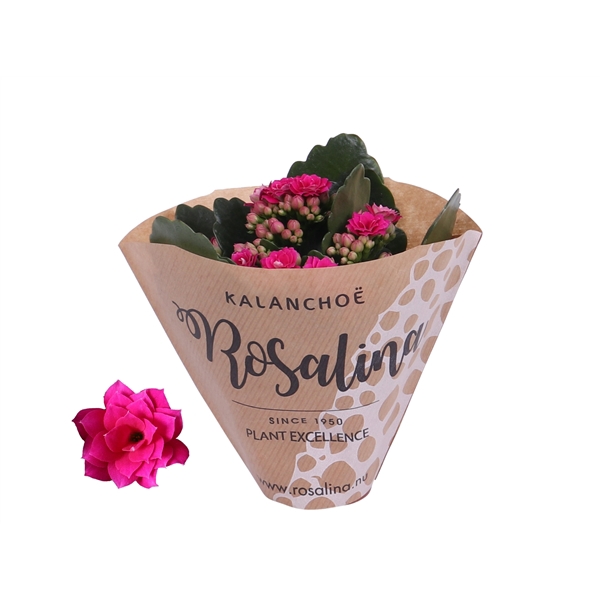 <h4>Kalanchoe Rosalina 06cm paars in papieren hoes</h4>