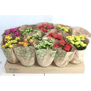 KALANCHOE DOBRADO P11