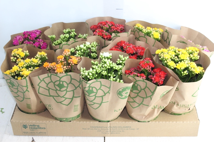 KALANCHOE DOBRADO P11