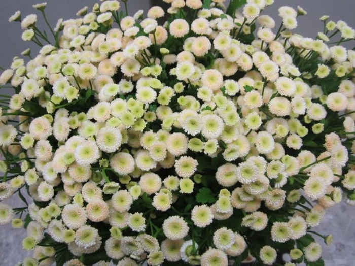 <h4>Tana Pa Rio Sweet Zalm</h4>