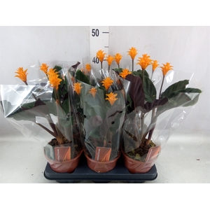 Calathea crocata