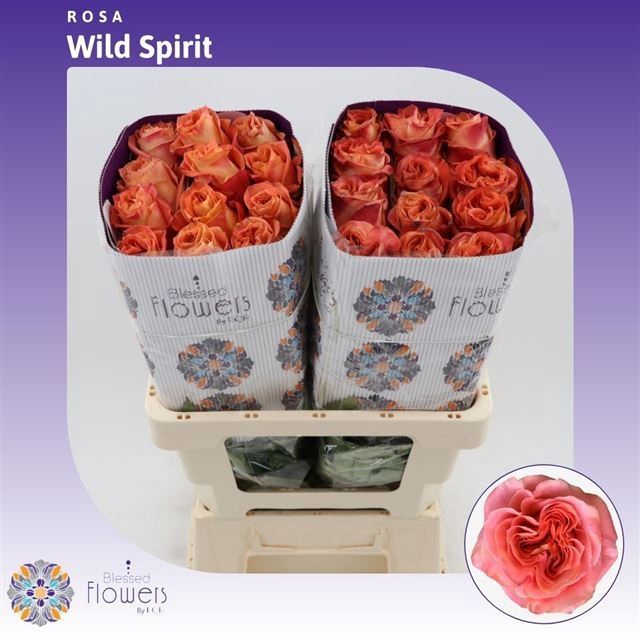 <h4>Rs gr Wild Spirit</h4>