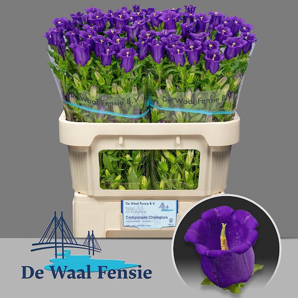 <h4>Campanula Champion Blue Waal Fensie</h4>