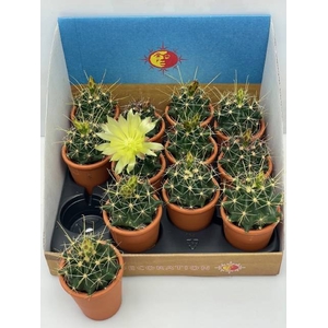 CACTUS BLOEIEND