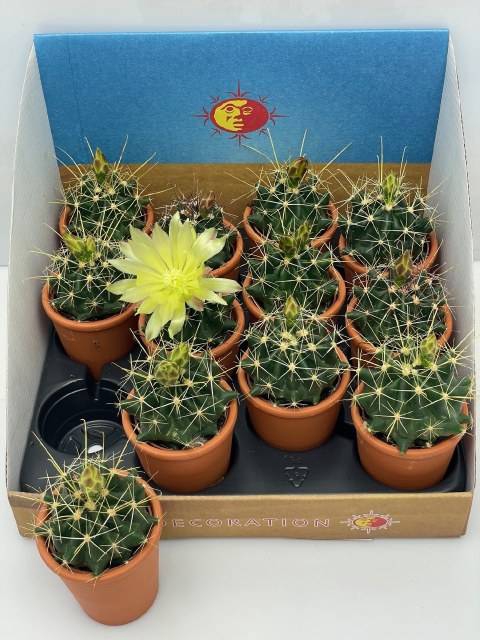 <h4>CACTUS BLOEIEND</h4>