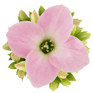 KALANCHOE BLOSSF P6 LICHTROOS