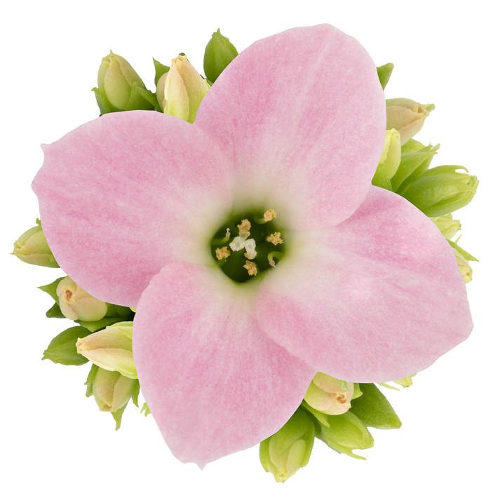 <h4>KALANCHOE BLOSSF P6 LICHTROOS</h4>