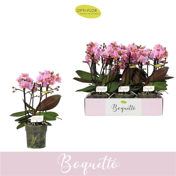 Phalaenopsis Multifloratypes overig roze