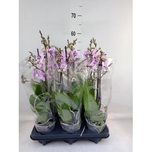 Phalaenopsis multi.   ...rose