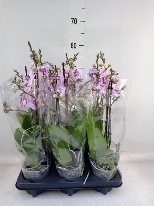 <h4>Phalaenopsis multi.   ...rose</h4>