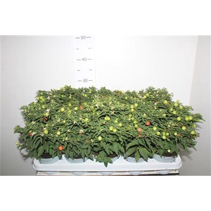 Solanum Pseudocapsicum
