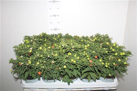<h4>Solanum Pseudocapsicum</h4>