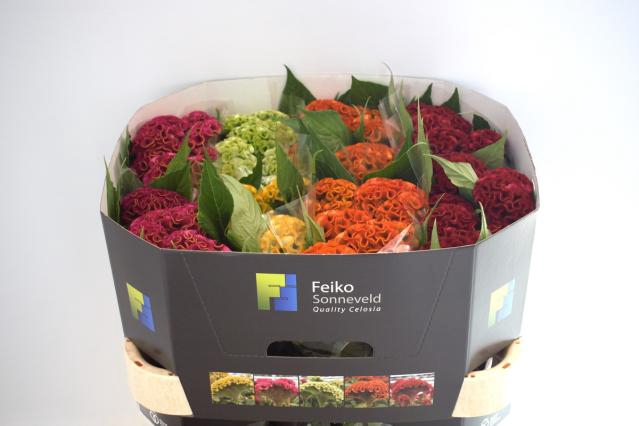 <h4>Celosia act mix in bucket</h4>