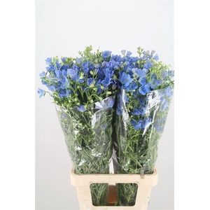 Delph En M Sky Blue 80cm