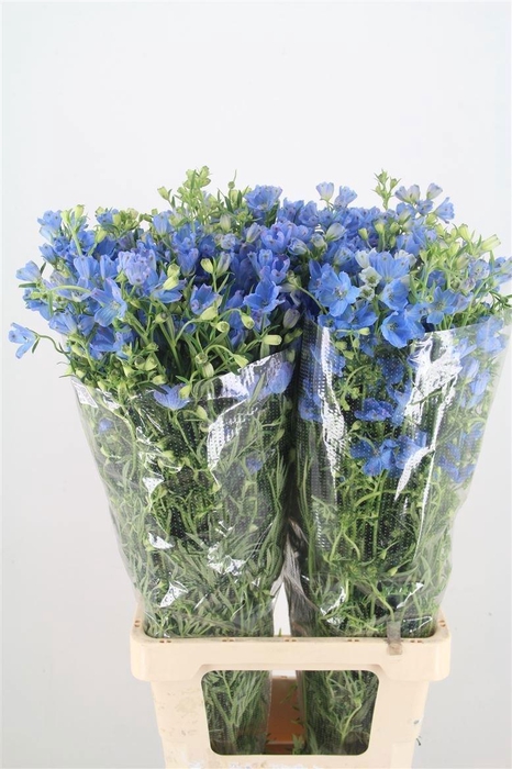 <h4>Delph En M Sky Blue 80cm</h4>