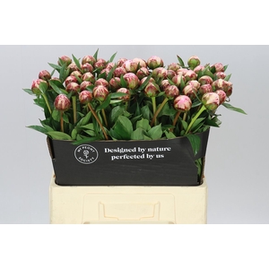 Paeonia Sarah Bernhardt