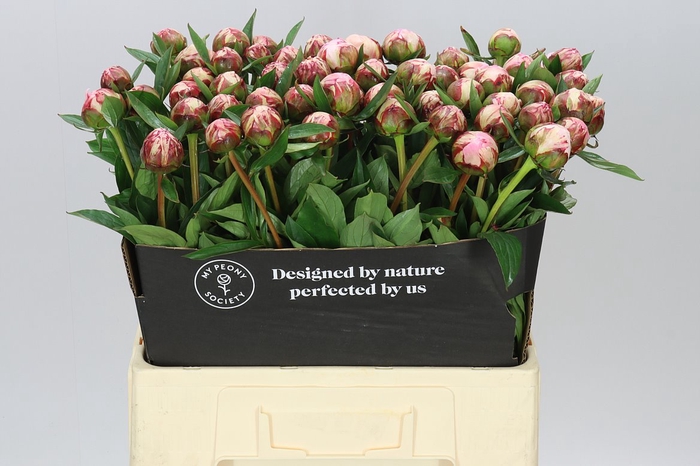 <h4>Paeonia Sarah Bernhardt</h4>