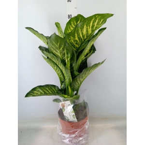 Dieffenbachia seg. 'Maroba'