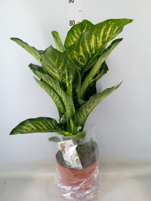 <h4>Dieffenbachia seg. 'Maroba'</h4>