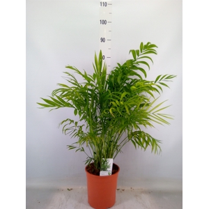 Chamaedorea elegans