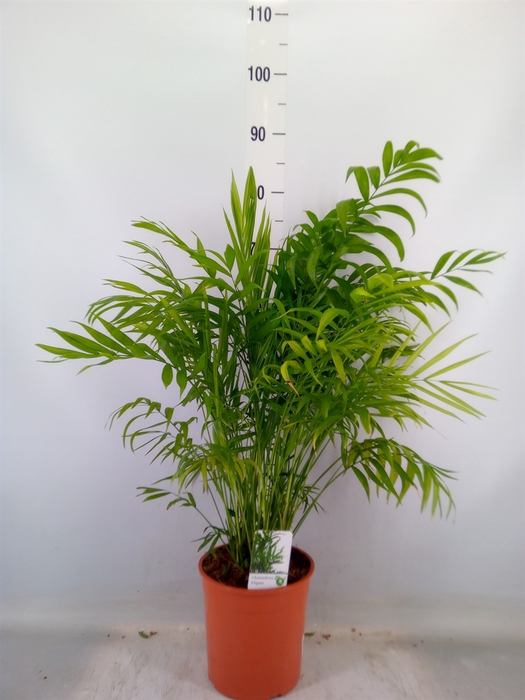 <h4>Chamaedorea elegans</h4>