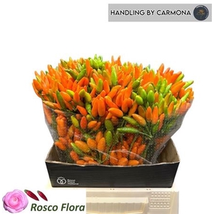Capsicum Orange Fire