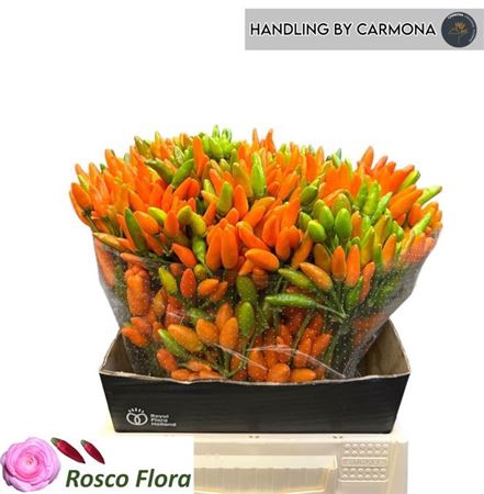 <h4>Capsicum Orange Fire</h4>