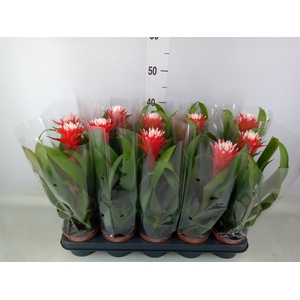 Guzmania  'Hope'