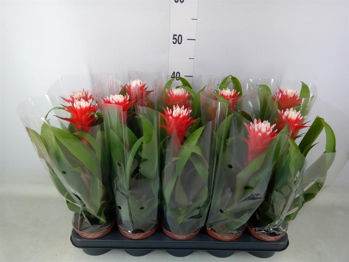 <h4>Guzmania  'Hope'</h4>